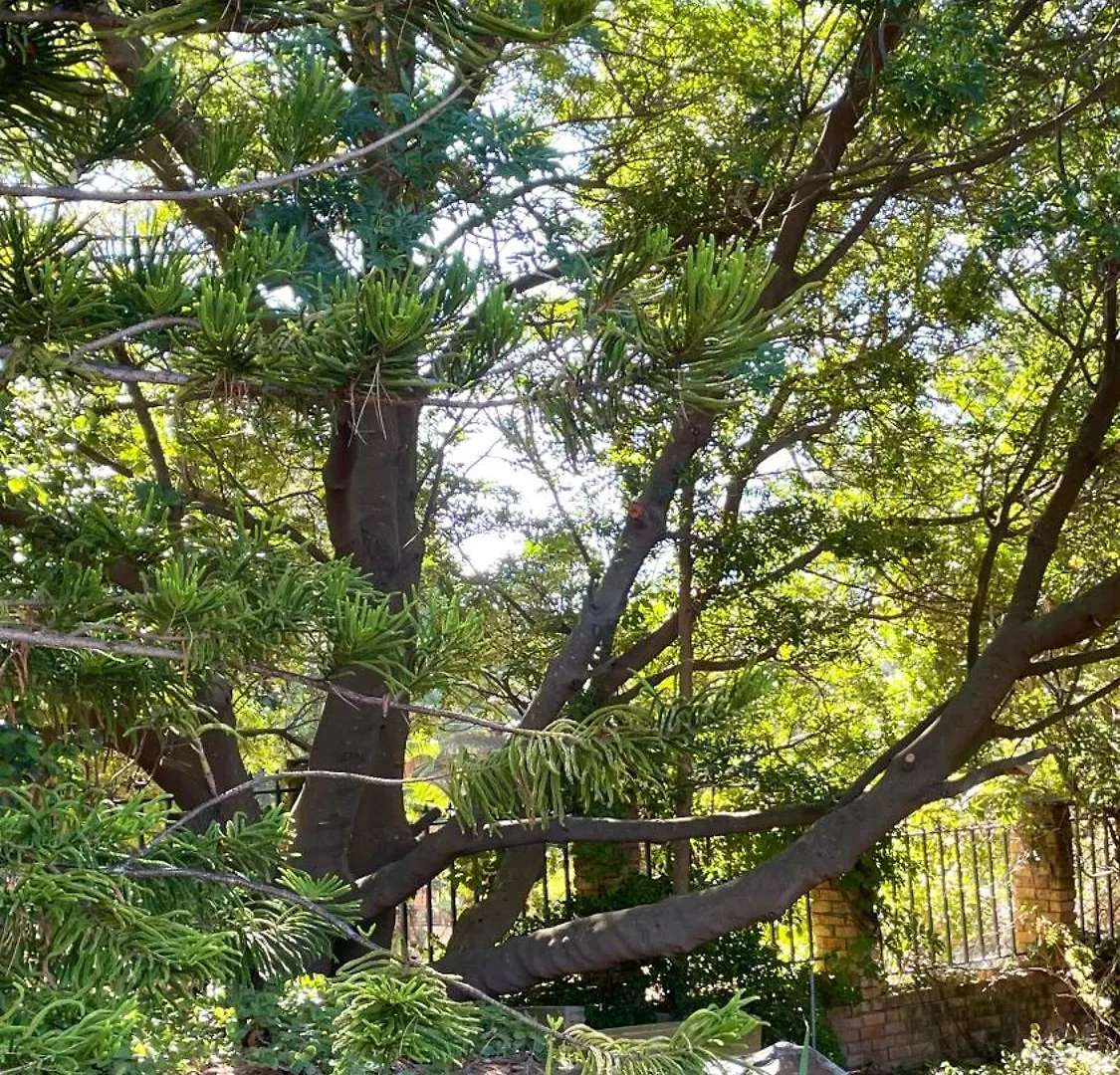 別荘 Unique Hout Bay Houseヴィラ
